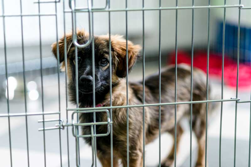 Crate Train Your Puppy