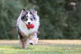 Kong Classic Dog Toy