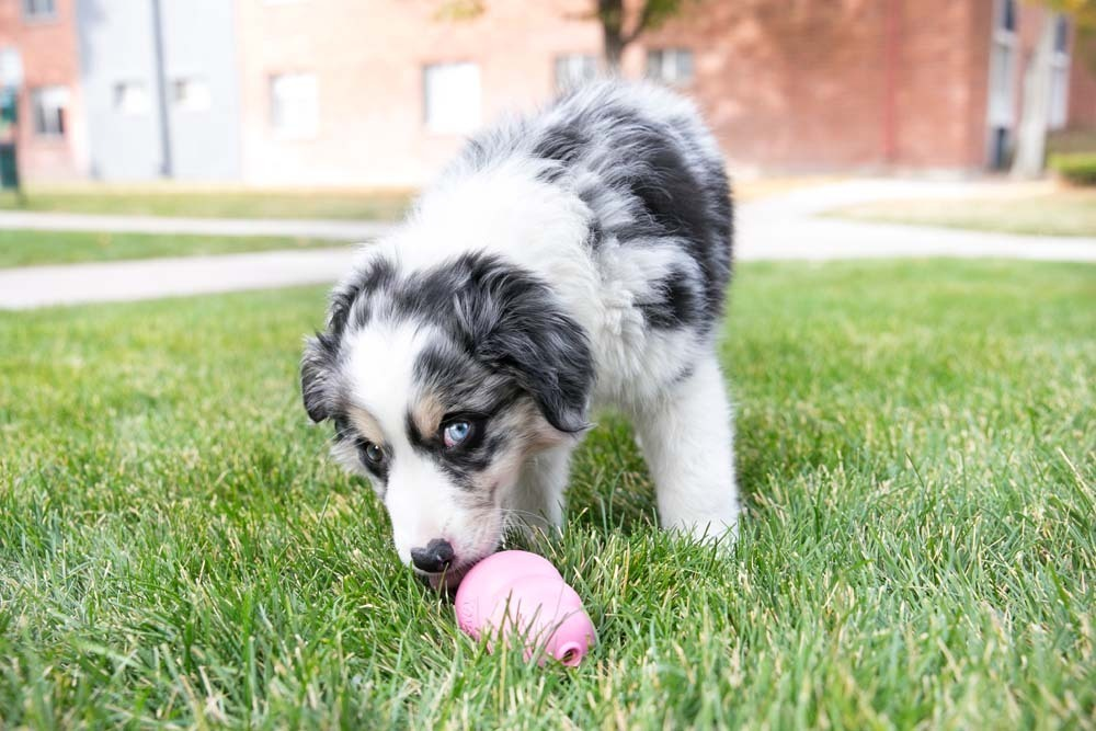Kong Puppy Toy