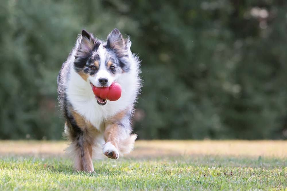 Kong Classic Dog Toy
