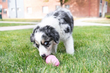 Kong Puppy Toy