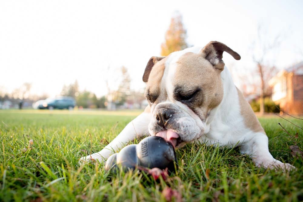 Kong Extreme Dog Toy