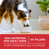 One Lamb and Rice Dry Dog Food