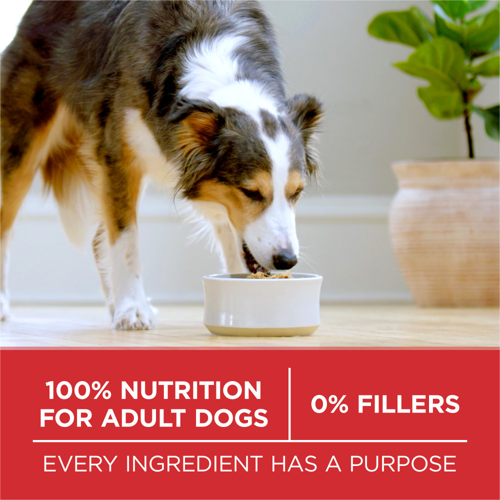 One Lamb and Rice Dry Dog Food
