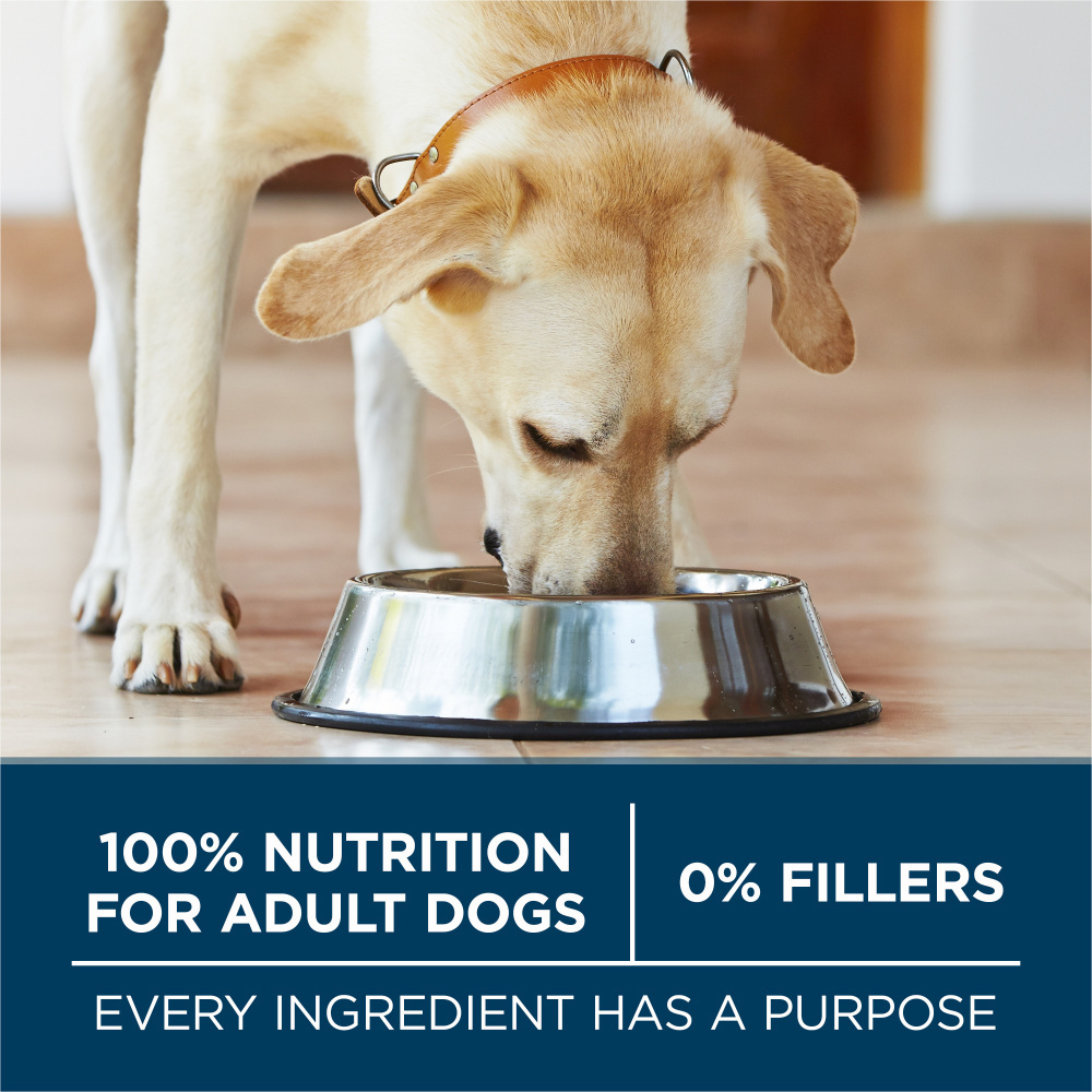 One Large Breed Dry Dog Food