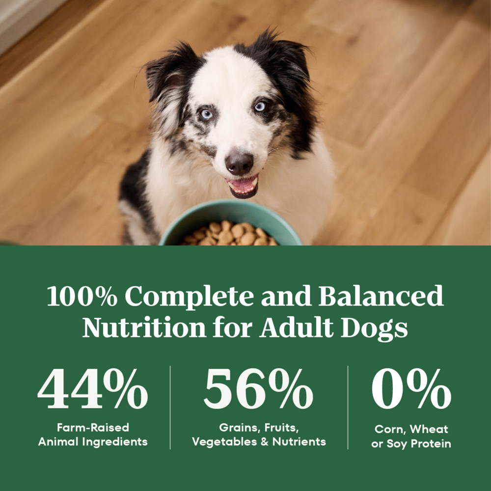 Nutro Wholesome Essentials Adult Farm-Raised Chicken, Brown Rice & Sweet Potato Dry Dog Food