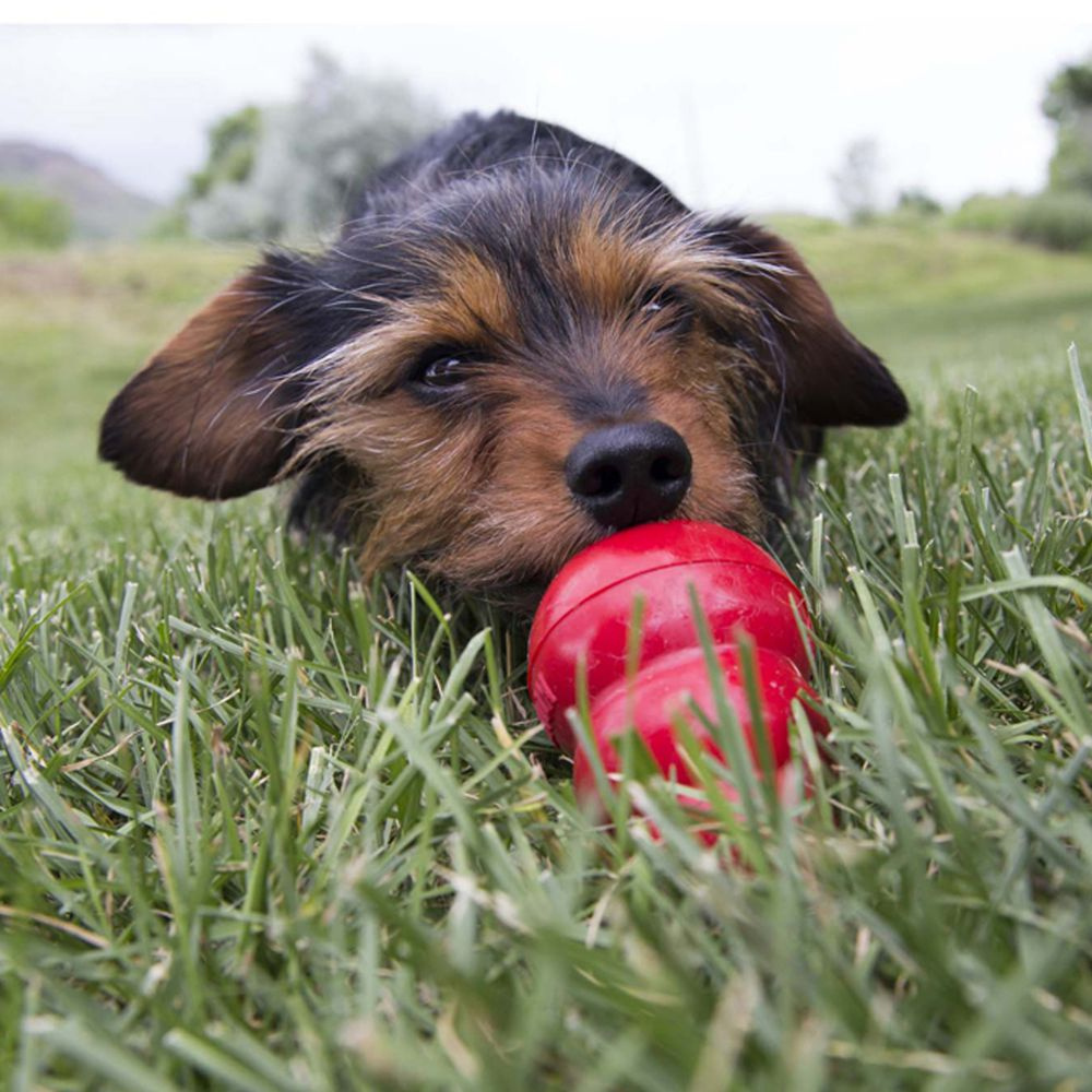 Kong Bacon & Cheese Easy Treat for Dogs