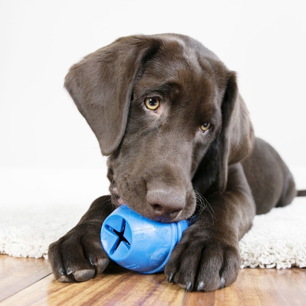 Kong Genius Mike Dog Toy